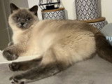 Femelle British Shorthair disponible pour saillie