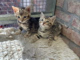 Chatons Bengal &agrave; vendre