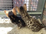 Chatons Bengal &agrave; vendre