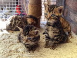 Chatons Bengal &agrave; vendre