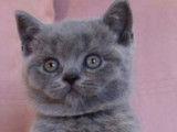 Chaton British Shorthair ????
