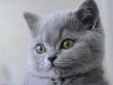 Chaton British Shorthair ????