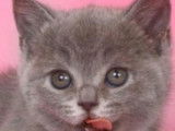 Chaton British Shorthair ????