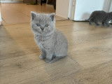 Chaton British Shorthair ????