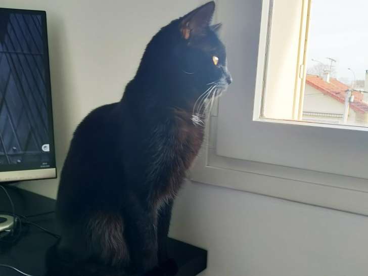 Magnifique chat Européen noir disponible pour saillie