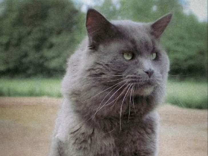 À vendre, un chat Maine Coon bleu LOOF de cinq ans