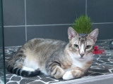 Adoption disponible : chat tigré blanc de 2 ans