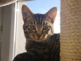 À accueillir : chat tigré gris d’un an