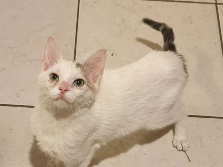 En quête d'un foyer convivial : chat blanc
