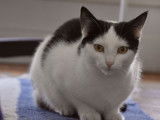 Chatte blanche et noire d’un an prête pour l’adoption