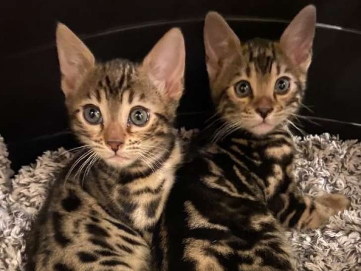 2 chatons Bengals LOOF marron tacheté à la réservation