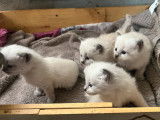 &Agrave; r&eacute;server : 4 chatons Ragdolls LOOF