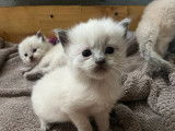 &Agrave; r&eacute;server : 4 chatons Ragdolls LOOF