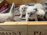 &Agrave; r&eacute;server : 4 chatons Ragdolls LOOF