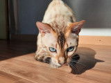 Chat Bengal mâle snow lynx LOOF de 4 ans disponible pour une saillie