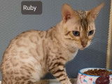 Chat Bengal mâle snow lynx LOOF de 4 ans disponible pour une saillie