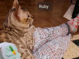 Chat Bengal mâle snow lynx LOOF de 4 ans disponible pour une saillie