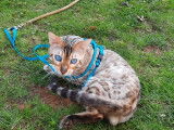 Chat Bengal mâle snow lynx LOOF de 4 ans disponible pour une saillie