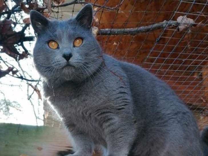 Un chat Chartreux LOOF gris disponible pour saillie