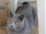 Un chat Chartreux LOOF gris disponible pour saillie