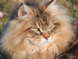 Chat Sibérien adulte marron pour une saillie (LOOF)