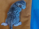 Chatons Savannah LOOF &agrave; vendre