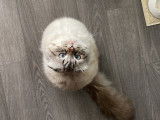 Chat Scottish Fold croisé Sacré de Birmanie disponible pour saillie