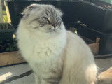 Chat Scottish Fold croisé Sacré de Birmanie disponible pour saillie