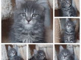 Chaton Maine Coon LOOF label or à vendre