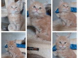 Chaton Maine Coon LOOF label or à vendre