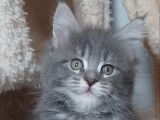 Chaton Maine Coon LOOF label or à vendre
