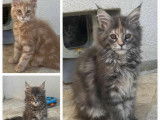 Chaton Maine Coon LOOF label or à vendre
