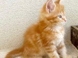 Chaton Maine Coon LOOF label or à vendre
