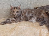 Chaton Maine Coon LOOF label or à vendre