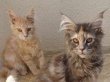 Chaton Maine Coon LOOF label or à vendre