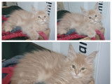Chaton Maine Coon LOOF label or à vendre