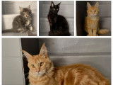 Chaton Maine Coon LOOF label or à vendre
