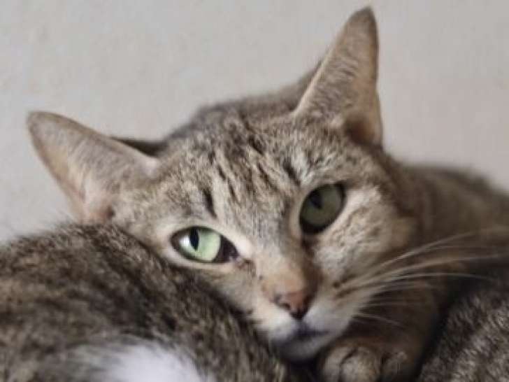 À adopter : chatte Européenne tigrée grise de 2 ans