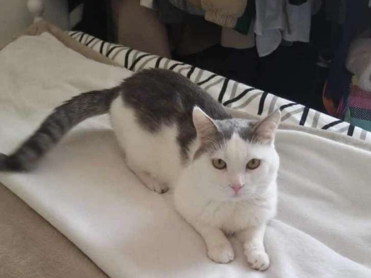 Chat gris et blanc de 2 ans à adopter