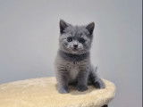 Un chaton m&acirc;le bleu British Shorthair LOOF &agrave; r&eacute;server