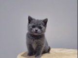 Un chaton m&acirc;le bleu British Shorthair LOOF &agrave; r&eacute;server