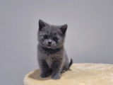 Un chaton m&acirc;le bleu British Shorthair LOOF &agrave; r&eacute;server