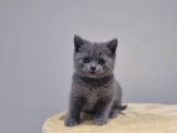 Un chaton m&acirc;le bleu British Shorthair LOOF &agrave; r&eacute;server