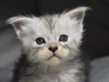 &Agrave; r&eacute;server : trois chatons femelles blancs et gris Maine Coon LOOF