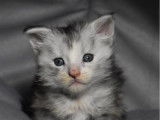&Agrave; r&eacute;server : trois chatons femelles blancs et gris Maine Coon LOOF