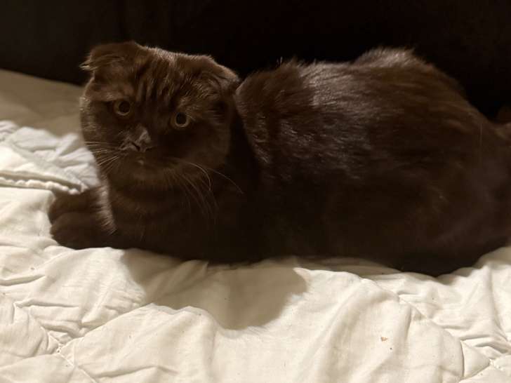 Chatons British Shorthair dociles à vendre