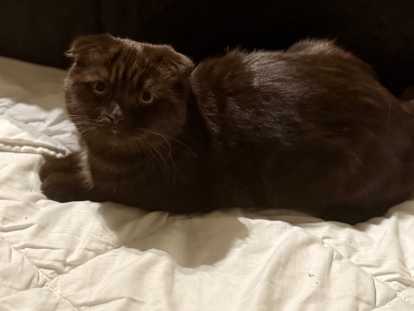 Chatons British Shorthair dociles à vendre