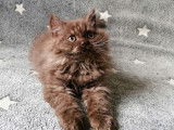 4 chatons Selkirk Rex LOOF à acheter
