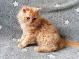 4 chatons Selkirk Rex LOOF à acheter