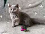 4 chatons Selkirk Rex LOOF à acheter